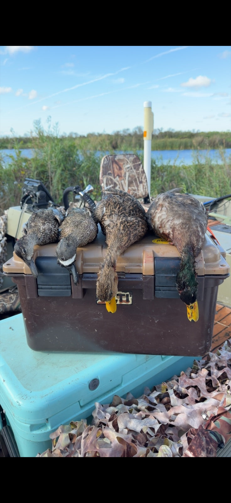Ducks on a boat cooler in the marsh