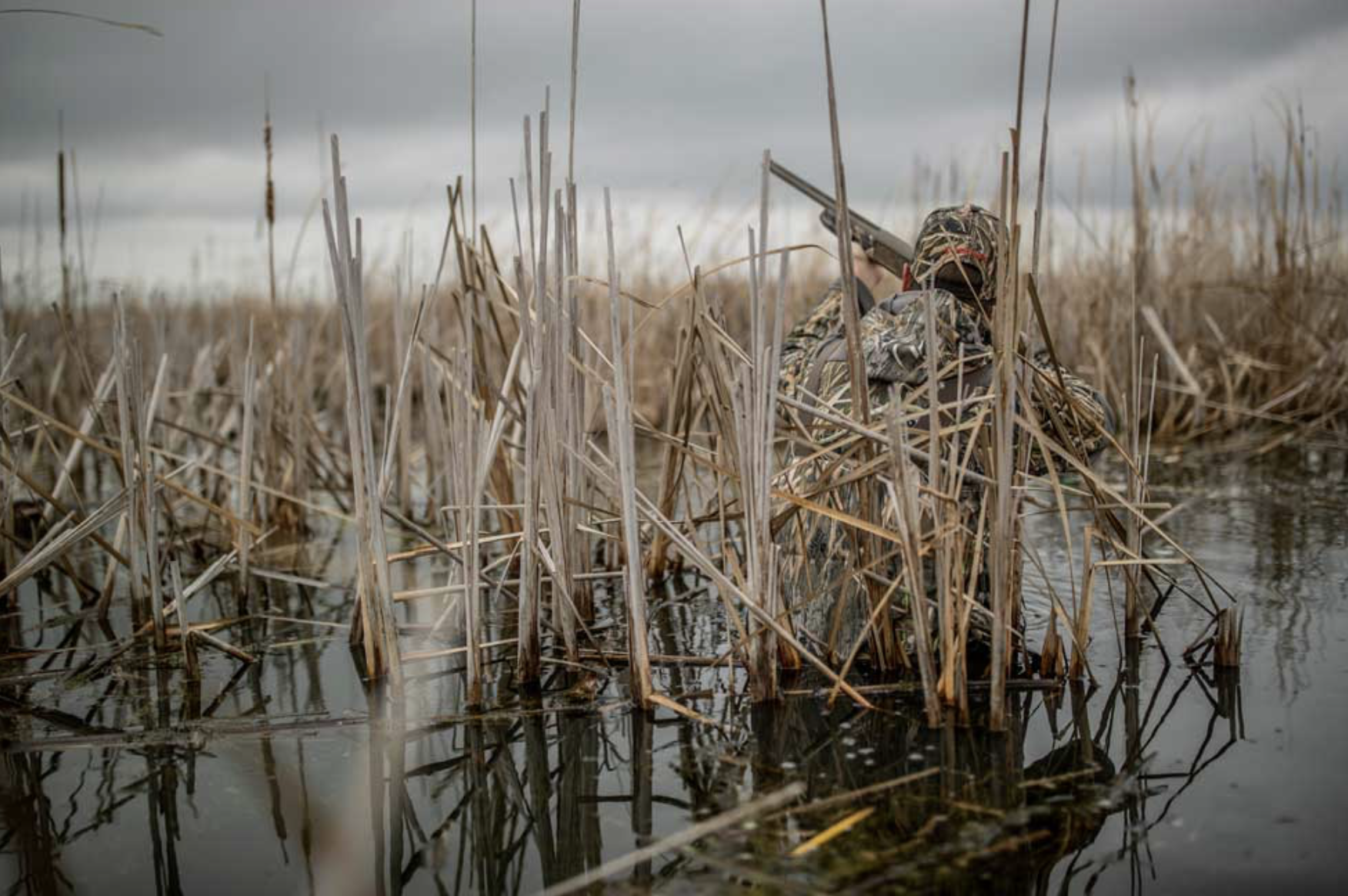 Waterfowl hunter shouldering a shotgun while concealed in tall marsh reeds under an overcast sky